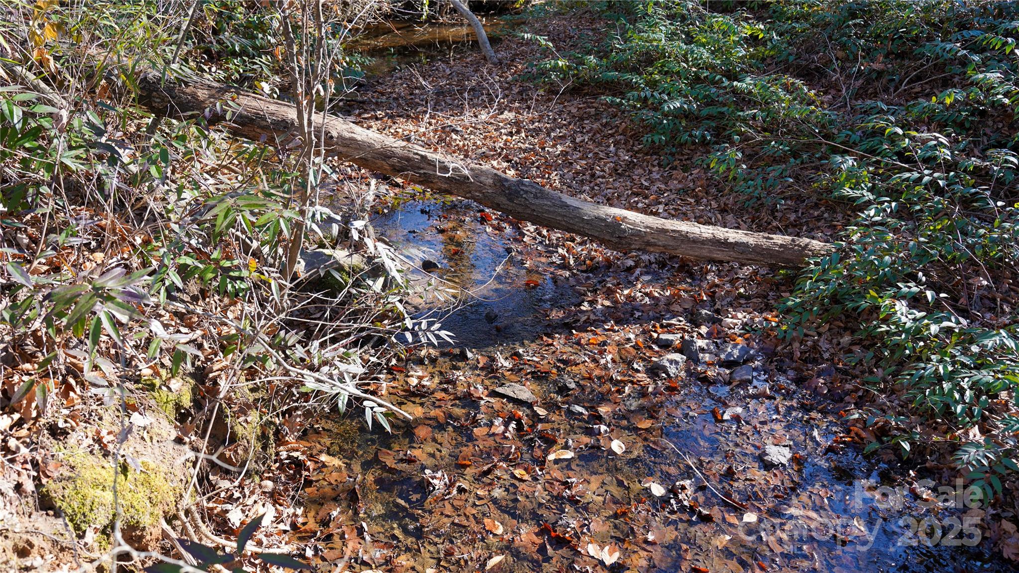522 Whitworth Road Clover, SC 29710 - Photo 8 of 35 a view of forest