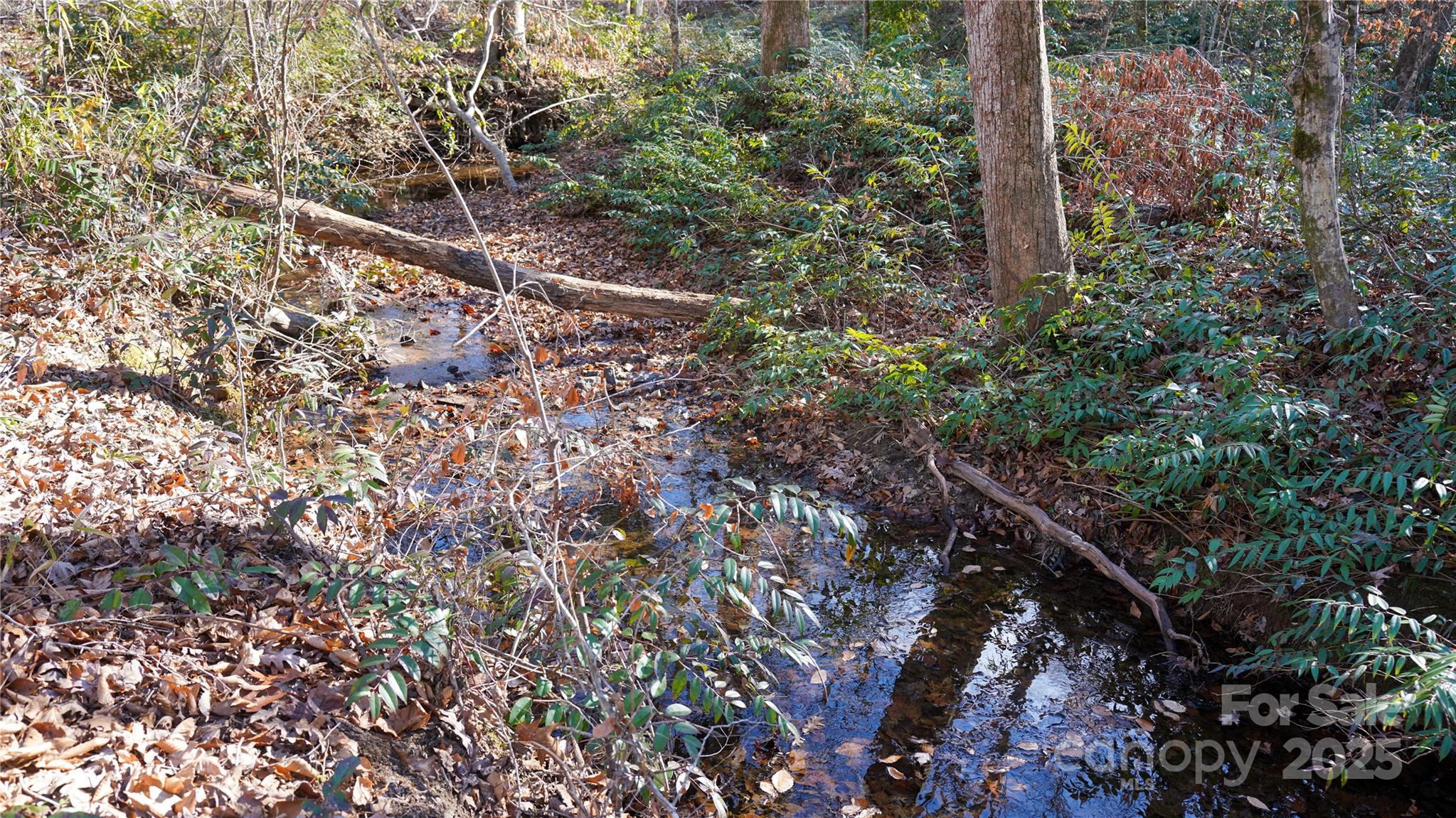 522 Whitworth Road Clover, SC 29710 - Photo 9 of 35 a view of a forest with a tree