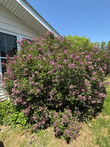 a view of a bunch of plants