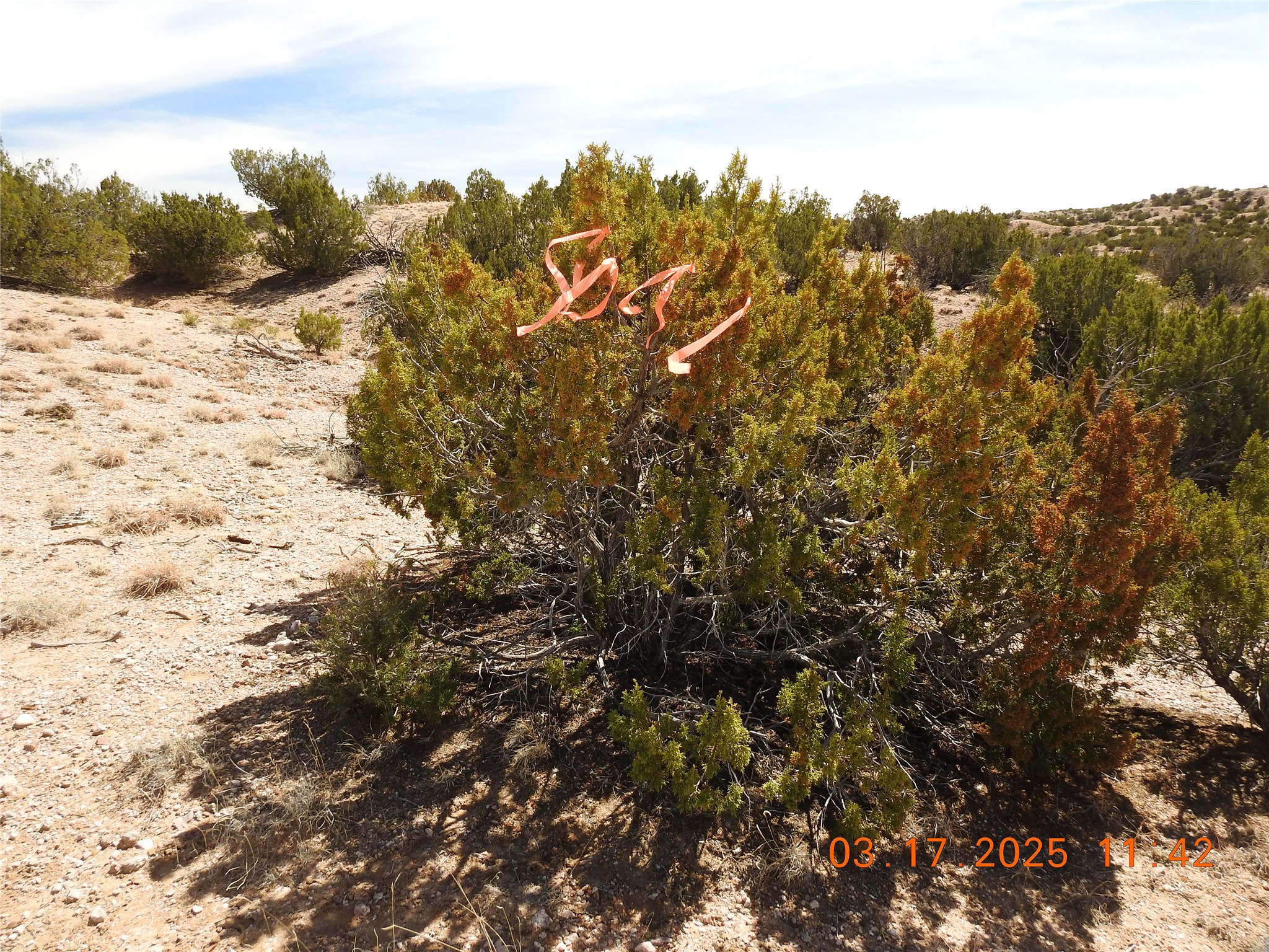 0 Wildass Road Santa Fe, NM 87506 - Photo 16 of 26 SE Corner