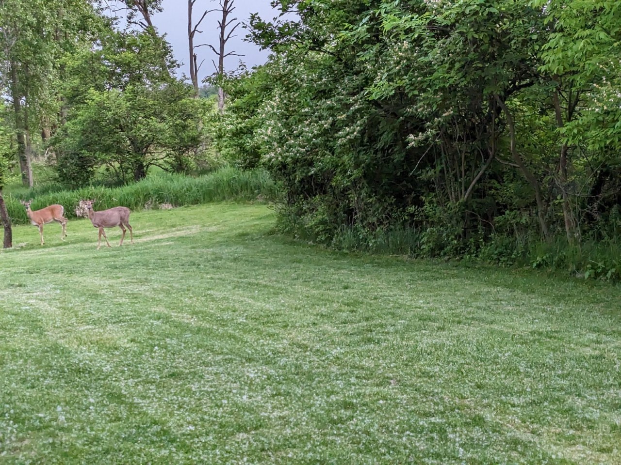 3306 East Forestview Trl