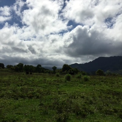 68 H Ninaulia Road Kapaa, HI 96746 - Photo 7 of 14 a view of a field of grass and trees