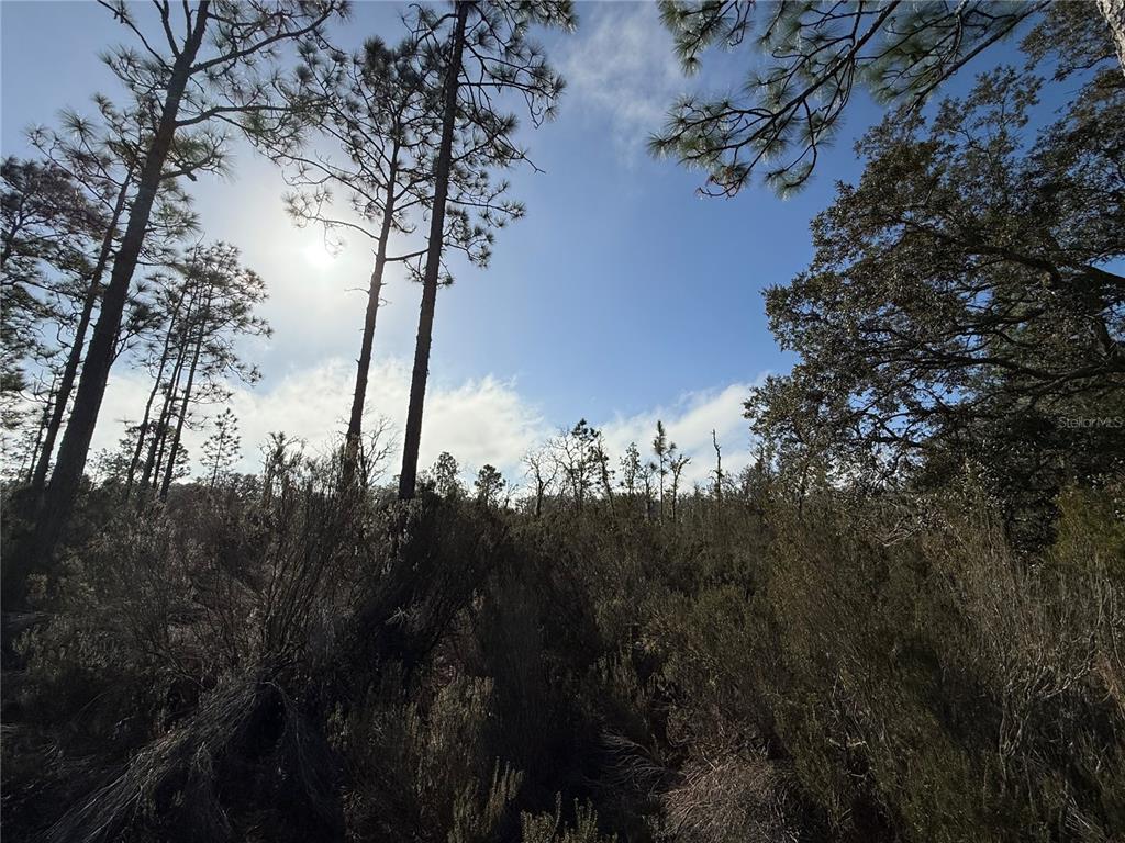 56 Northeast Ne Street Bronson, FL 32621 - Photo 5 of 8