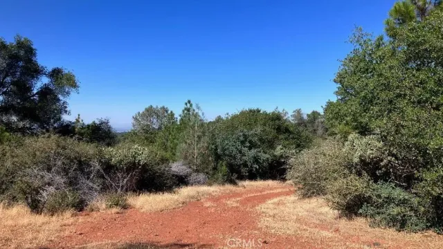a view of a dry yard with trees in the background