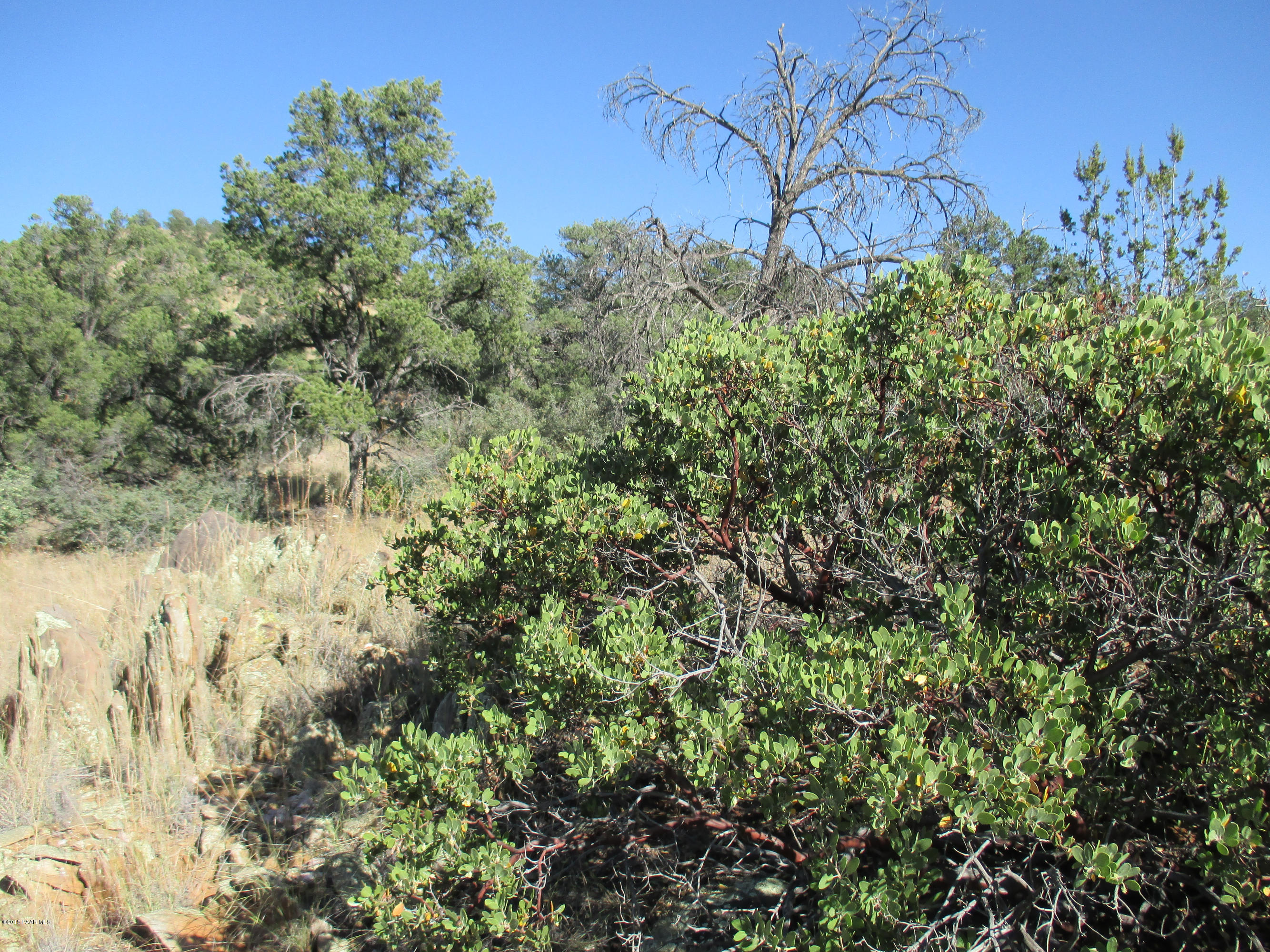 16101 Petroglyph Road Prescott, AZ 86305 - Photo 13 of 33 a view of a yard with a tree
