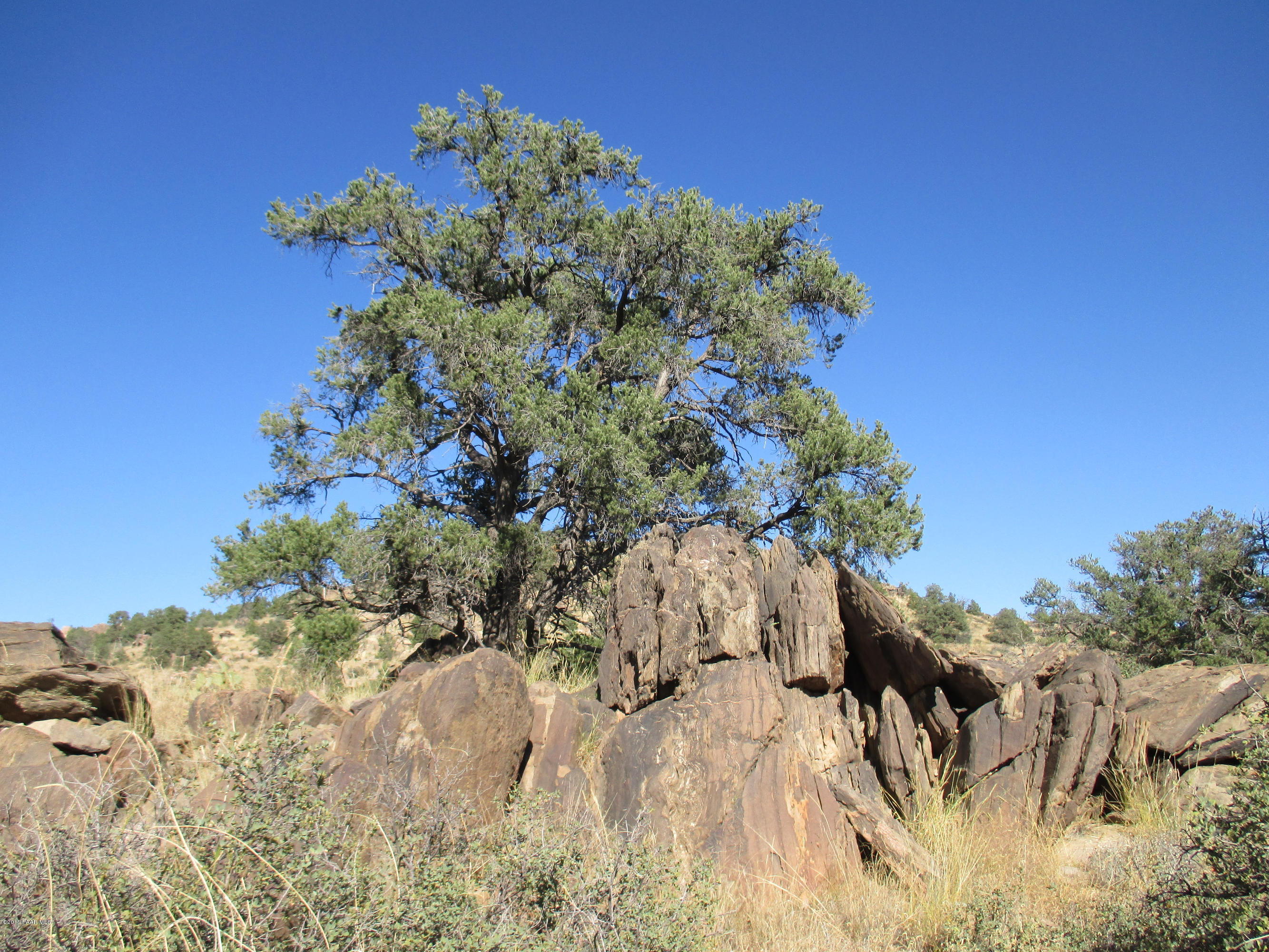 16101 Petroglyph Road Prescott, AZ 86305 - Photo 19 of 33 a view of a tree with a yard