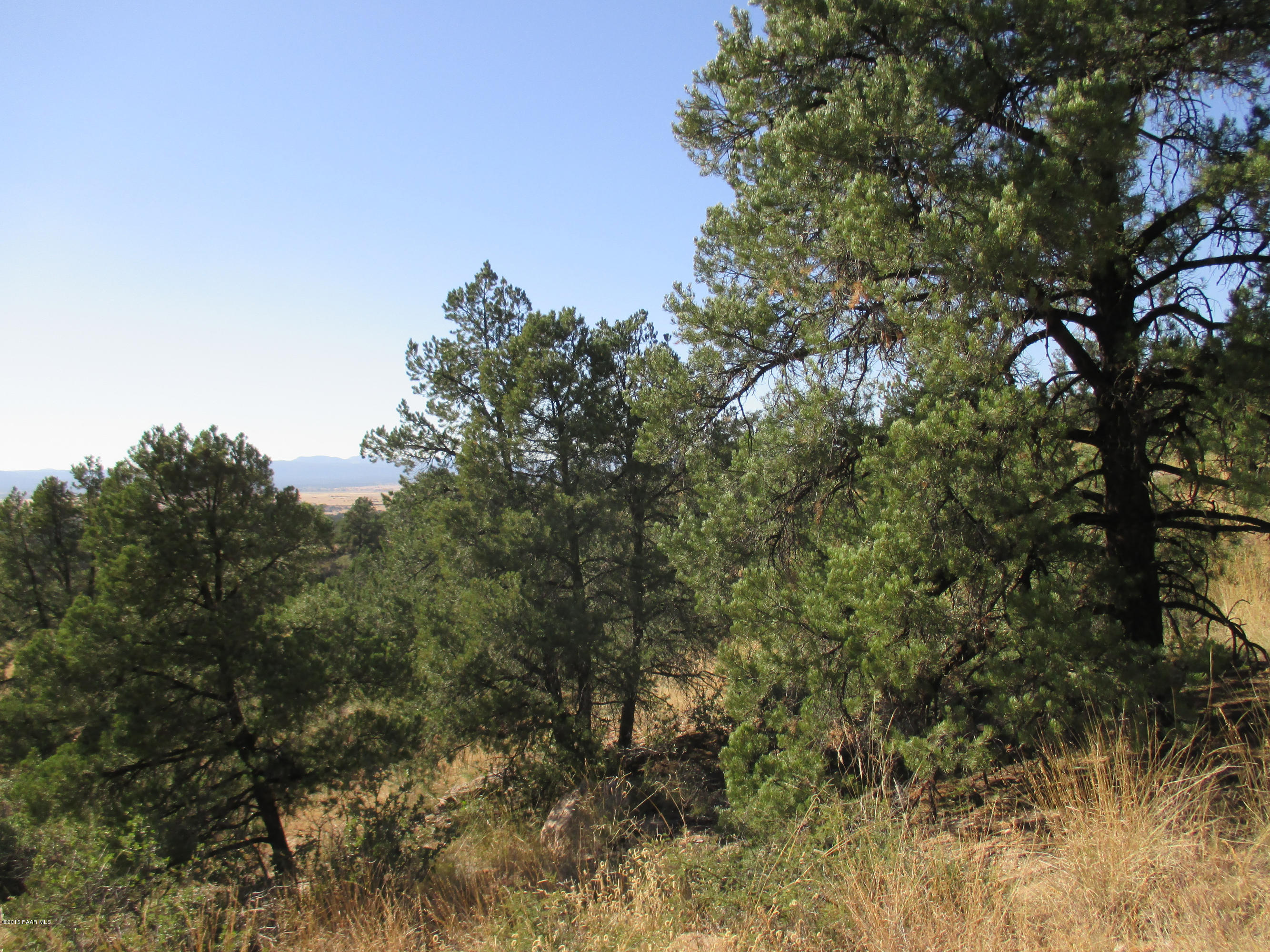 16101 Petroglyph Road Prescott, AZ 86305 - Photo 5 of 33 a view of a tree in a forest