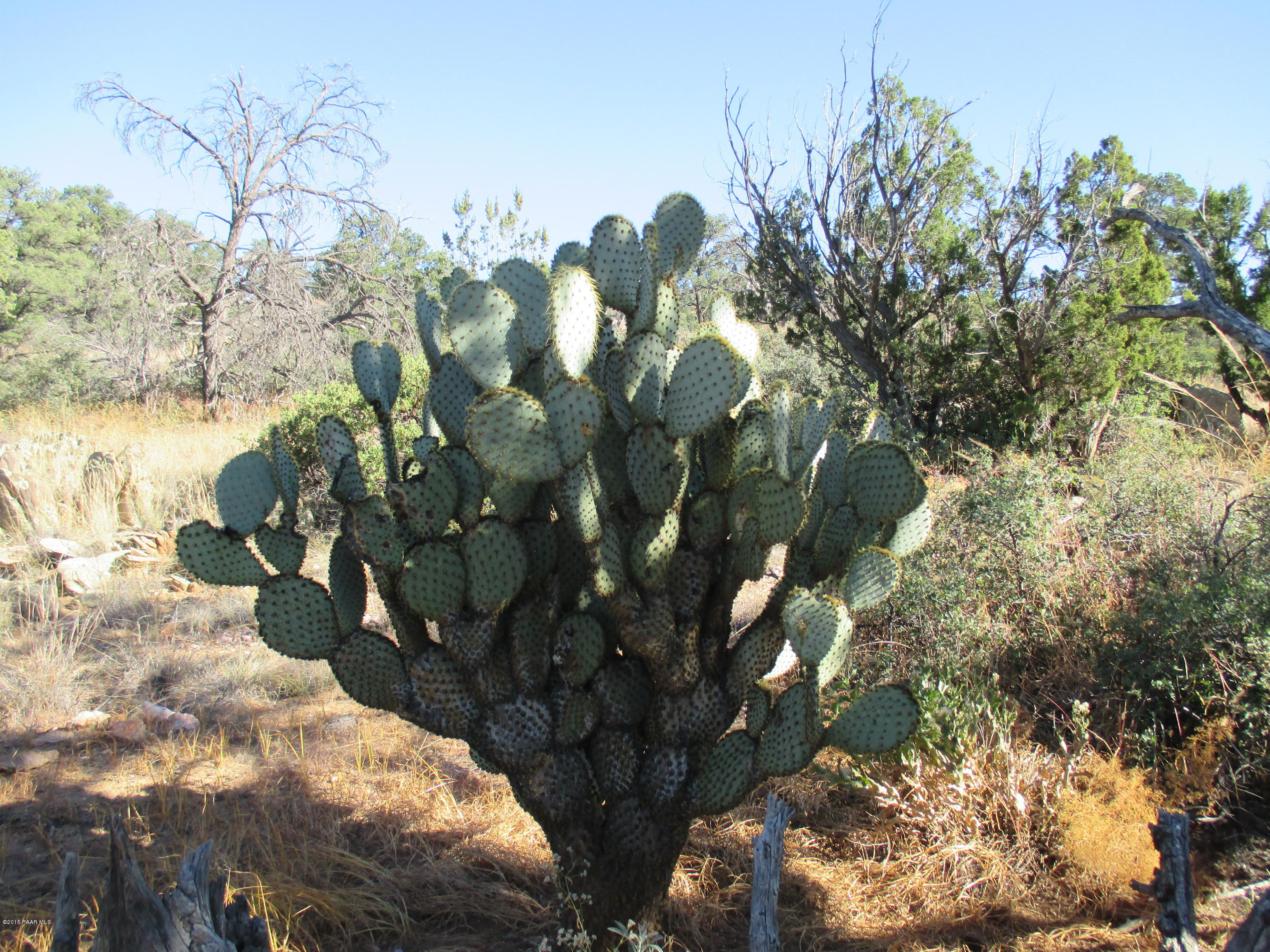 16101 Petroglyph Road Prescott, AZ 86305 - Photo 6 of 33 a close up of a plant in a garden