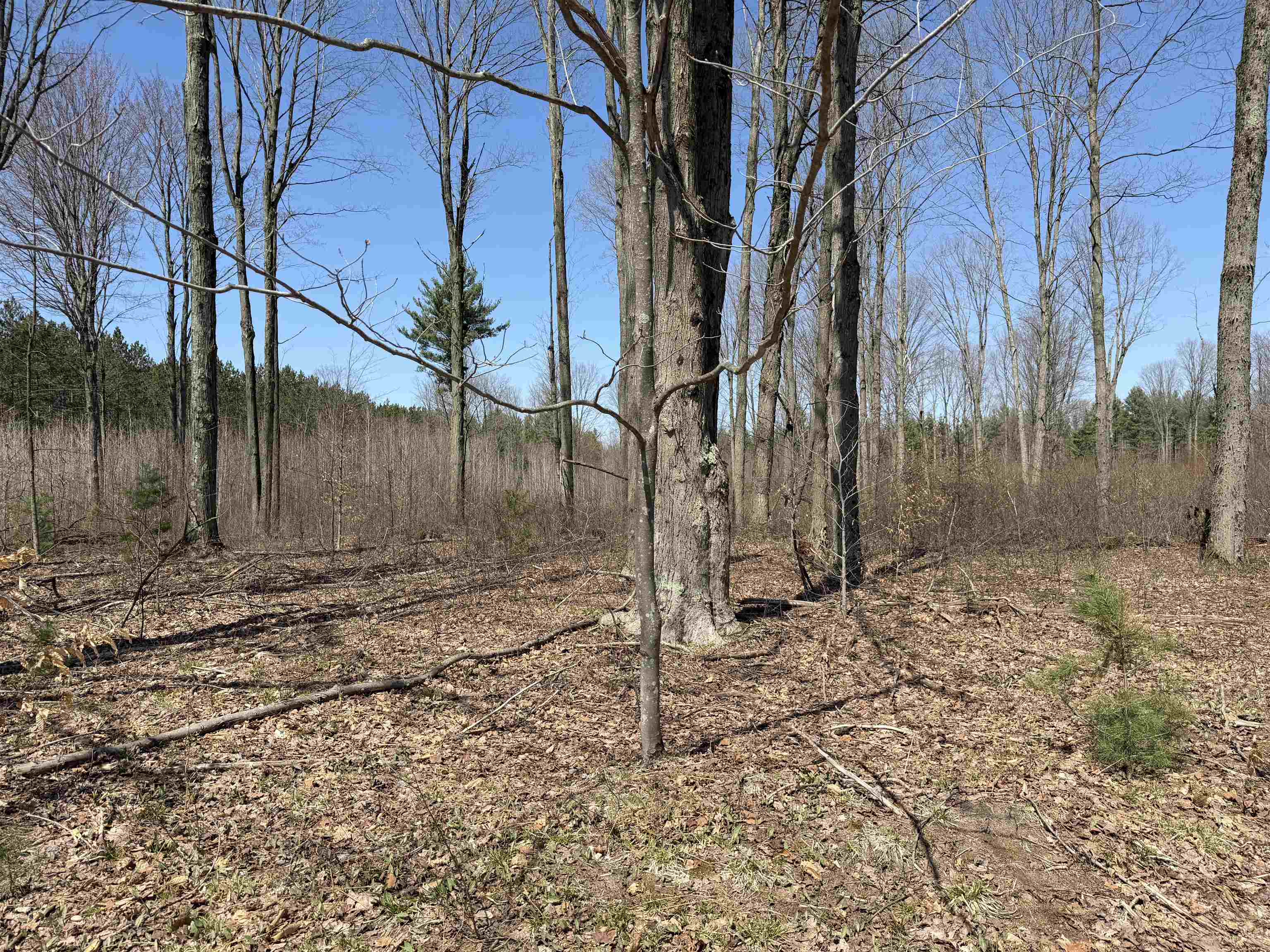 0 Landis Road Thompsonville, MI 49683 - Photo 12 of 26