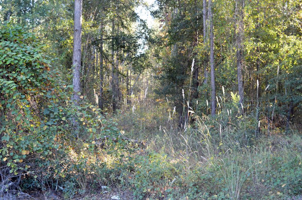0 Greenhouse Road Gordon, AL 36343 - Photo 34 of 38