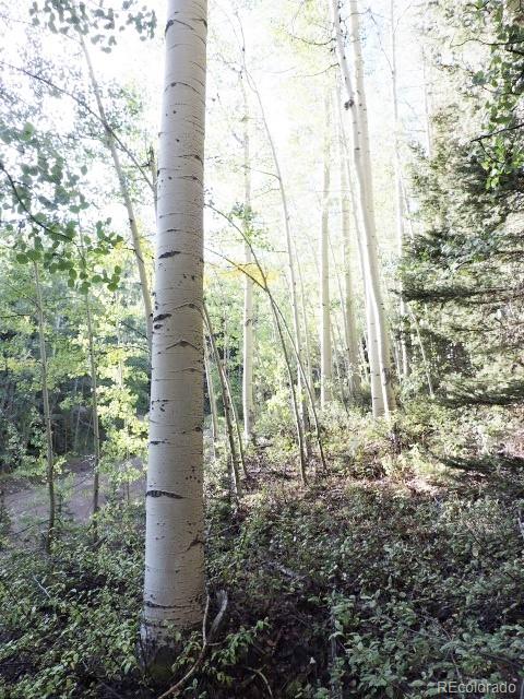 5366 Sleger Road Fort Garland, CO 81133 - Photo 9 of 34 Gallery Image 9