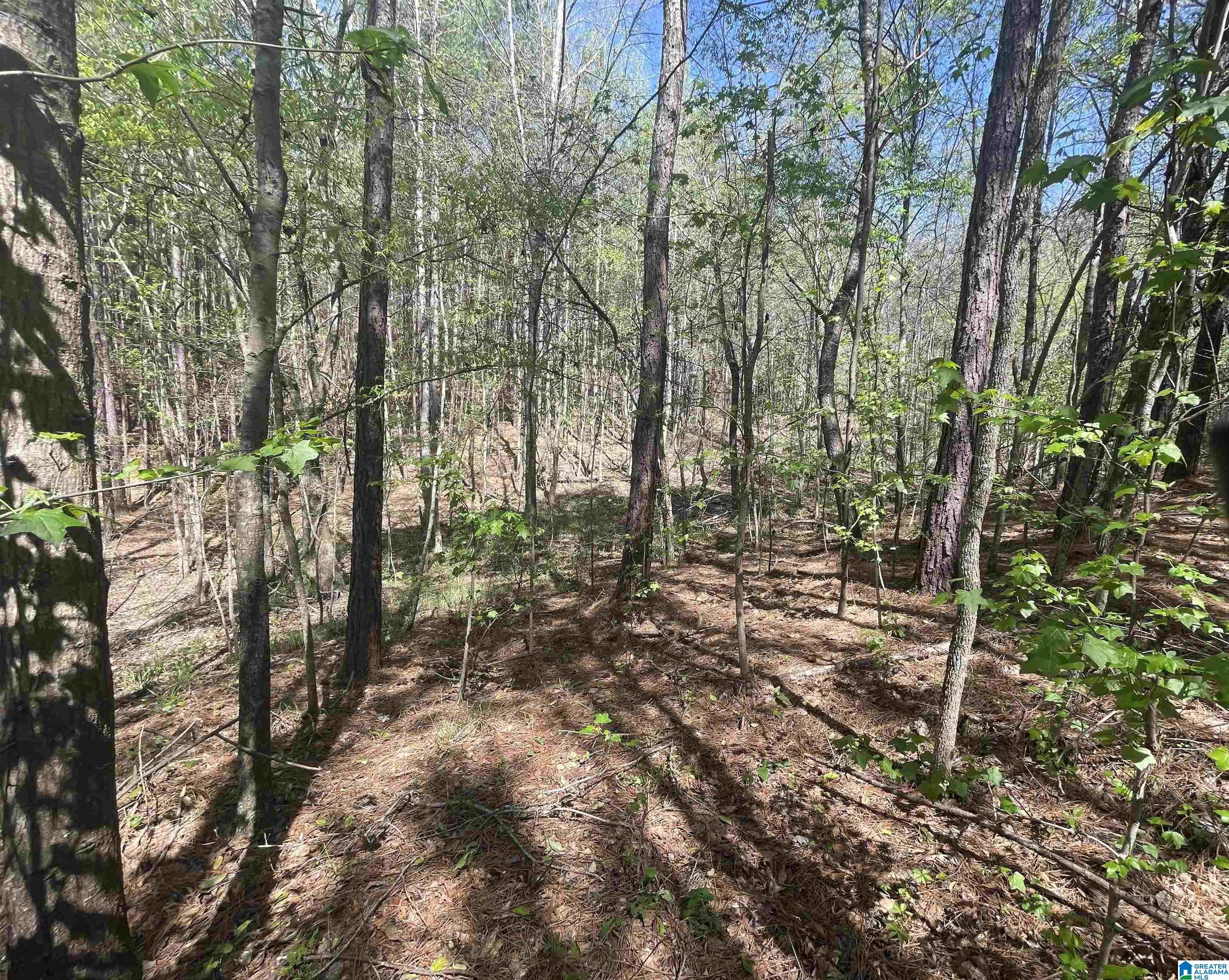 216 Highway Vance Al Vance, AL 35490 - Photo 6 of 8