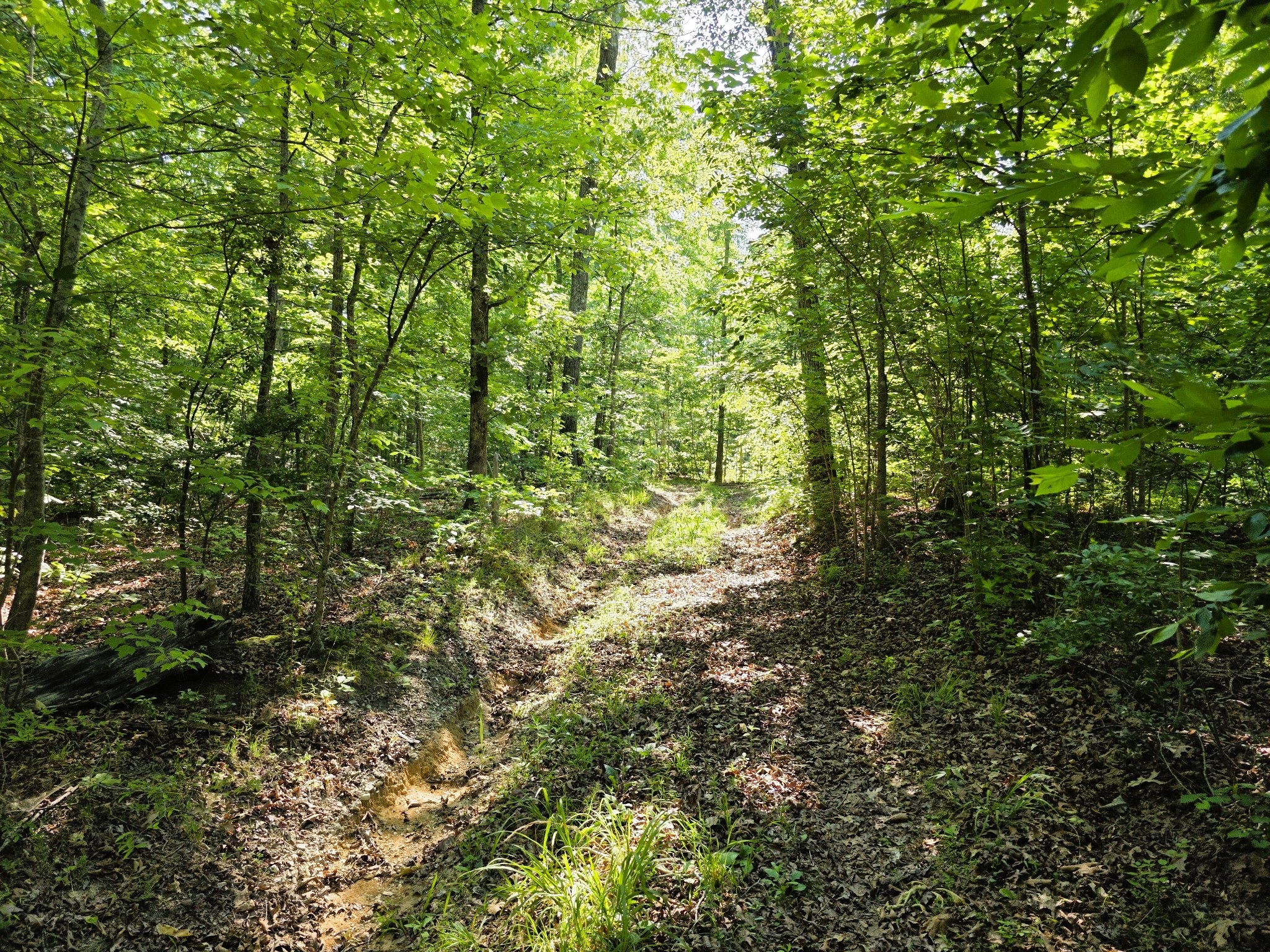 1975 Kelly Road Holladay, TN 38341 - Photo 80 of 95