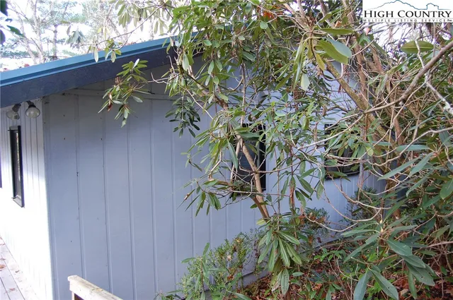 a backyard with a plant