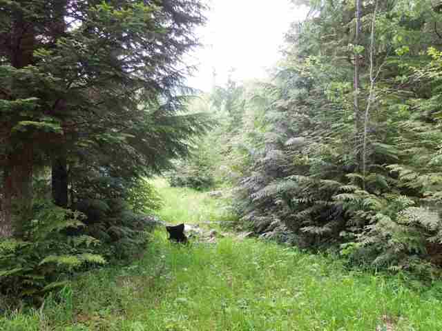 0 Sullivan Lake Road Ione, WA 99139 - Photo 7 of 8 Gallery Image 7