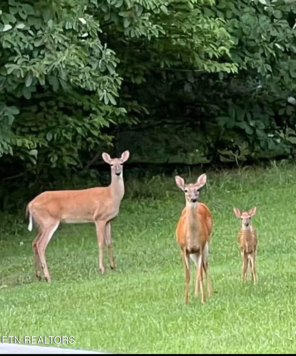 295 Barber Road Corryton, TN 37721 - Photo 43 of 43 Deer from porch