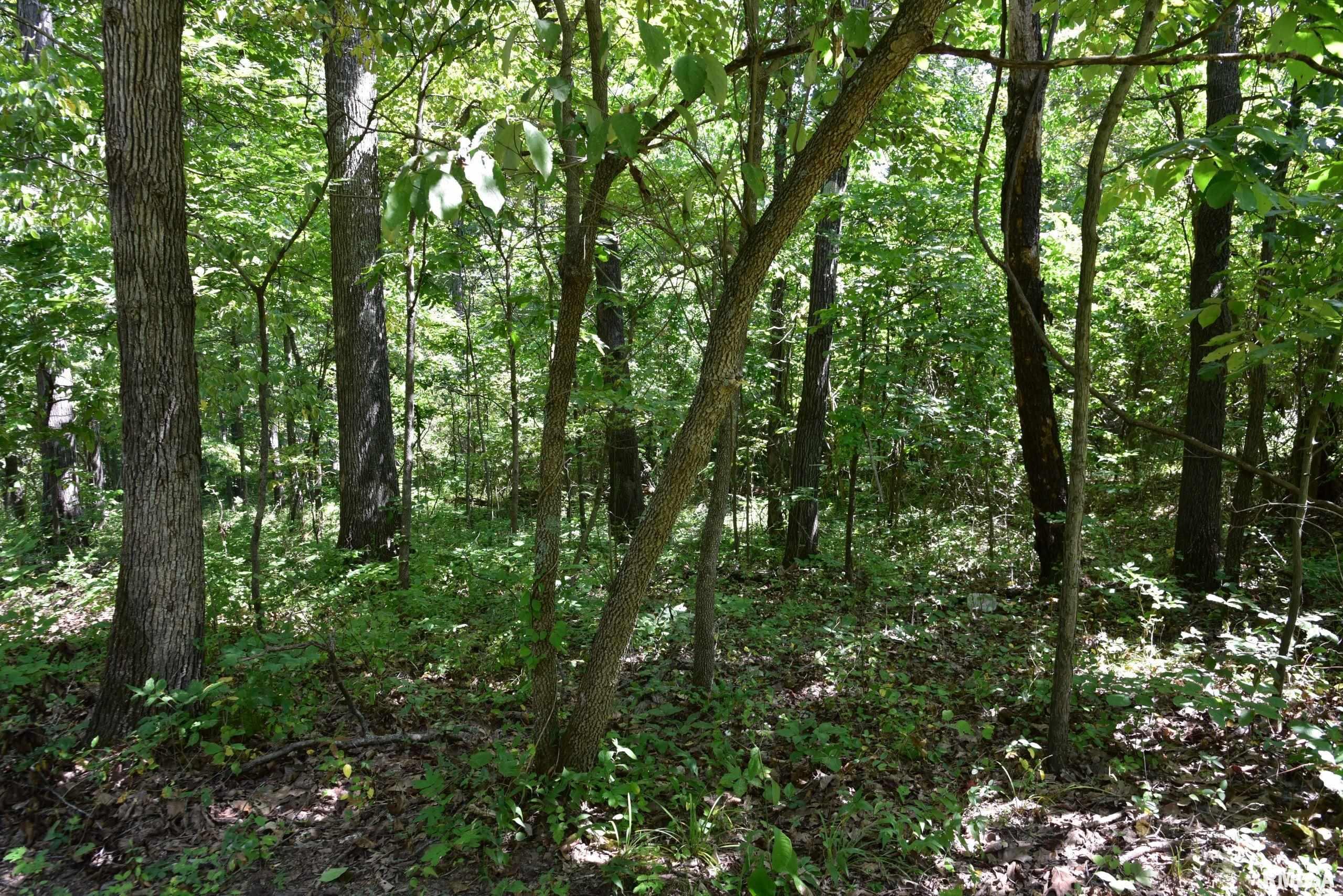 0 Old Delta Mine Road Marion, IL 62959 - Photo 41 of 49