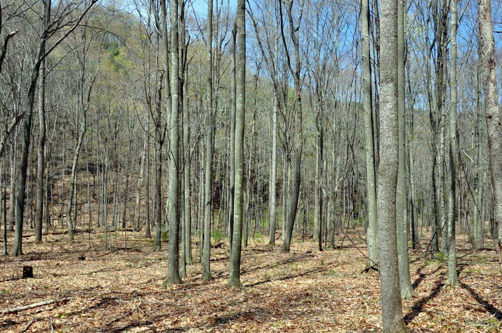 150 Ellison Ridge Road Cool Ridge, WV 25825 - Photo 11 of 21 Gallery Image 11