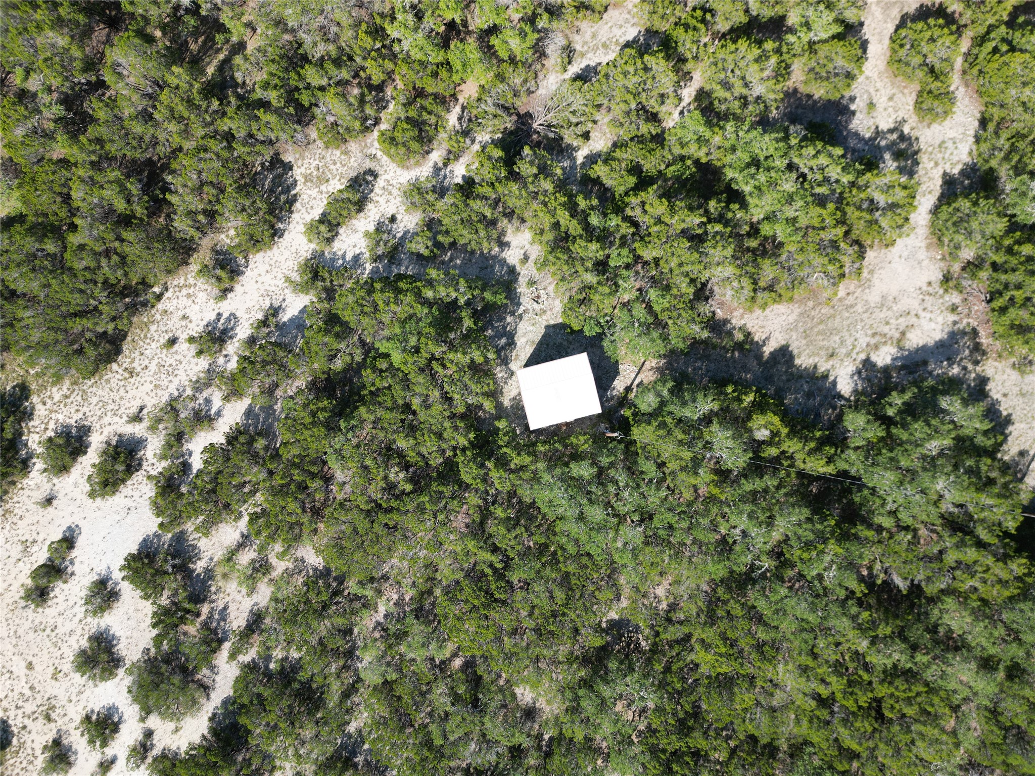 Lot 29 Anderson Trail Leander, TX 78641 - Photo 13 of 22 a close up of a tree in a forest