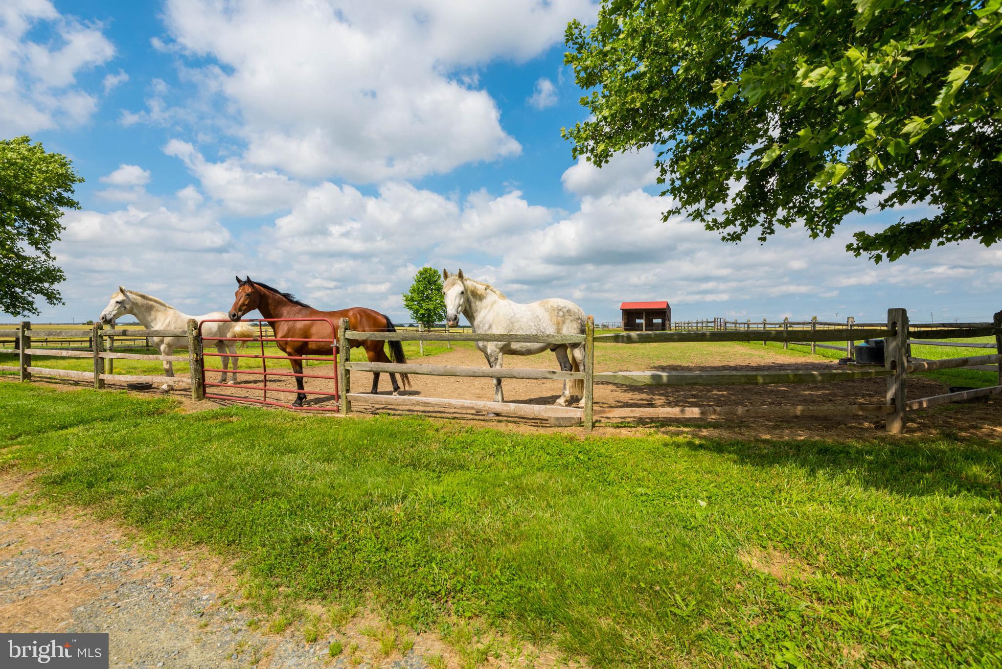 29590 Morgnec Road Millington, MD 21651 - Photo 77 of 84 Gallery Image 77