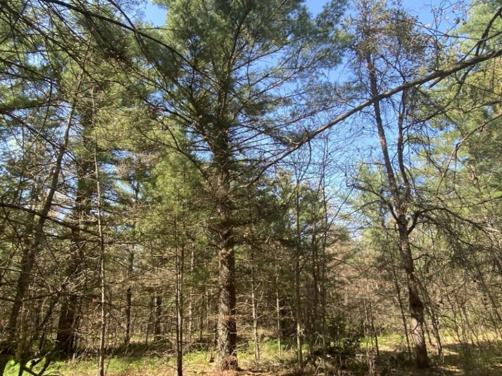 0 North Kettle Hole Road Manistee, MI 49660 - Photo 9 of 12 UNADJUSTEDNONRAW_thumb_6f39