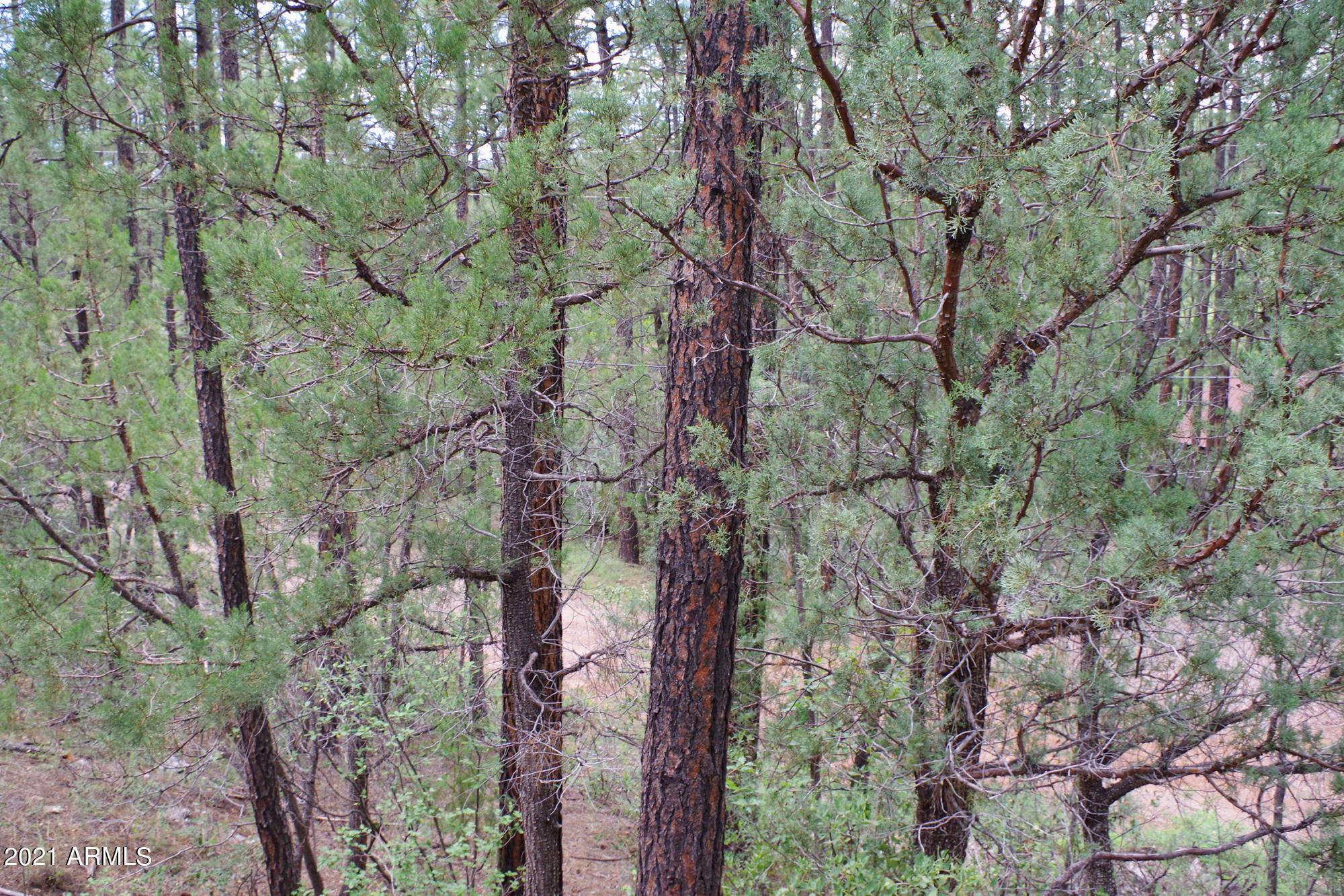 337 North Cowan Ranch Road Payson, AZ 85541 - Photo 8 of 9 View from Front Deck