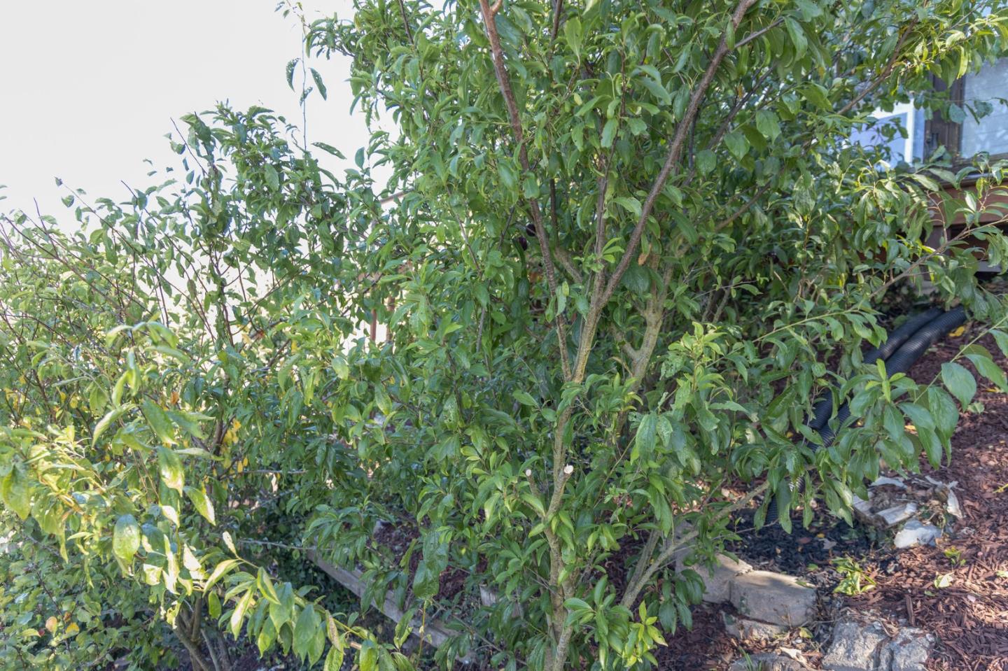 63 Kathleen Court Pacifica, CA 94044 - Photo 35 of 41 a view of a lush green forest with lots of trees