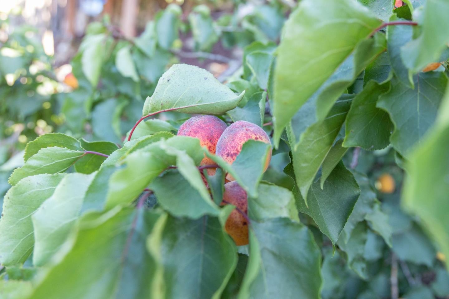 63 Kathleen Court Pacifica, CA 94044 - Photo 36 of 41 a view of a tree