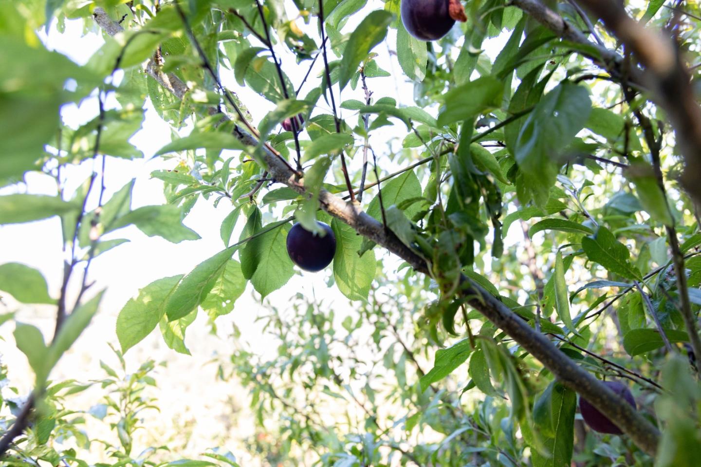63 Kathleen Court Pacifica, CA 94044 - Photo 37 of 41 a plant with plant in front of it