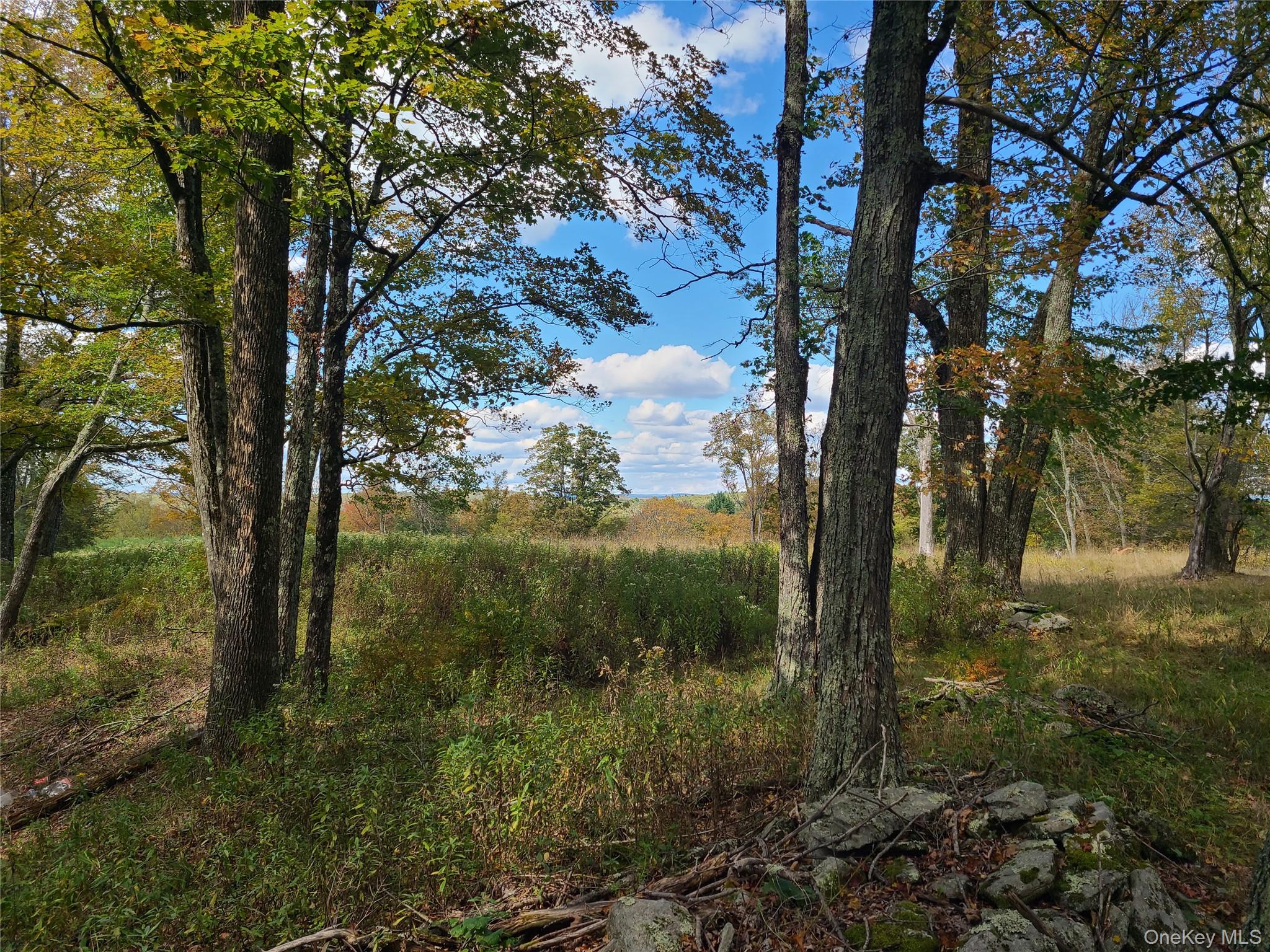 118 Hilltop Road Monticello, NY 12701 - Photo 25 of 45 a view of a forest