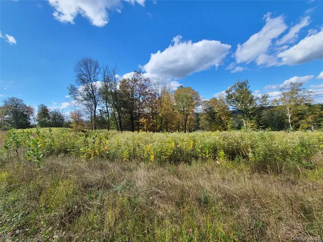 a view of a dry yard with green space