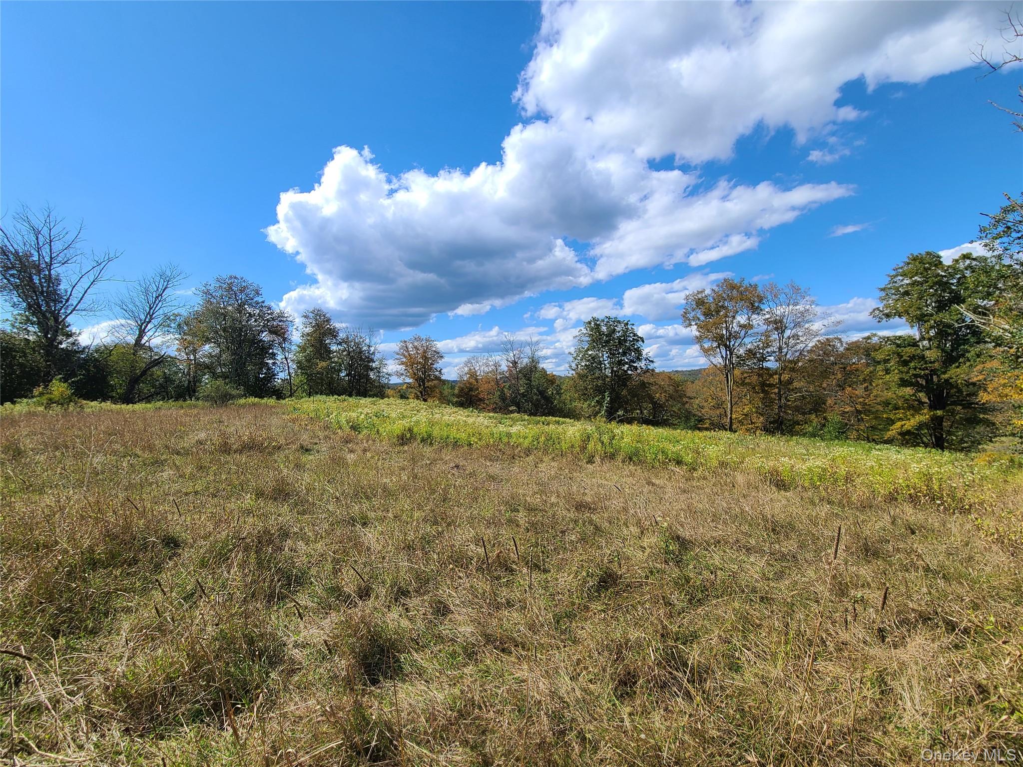 118 Hilltop Road Monticello, NY 12701 - Photo 29 of 45 a view of a big yard with plants and large trees