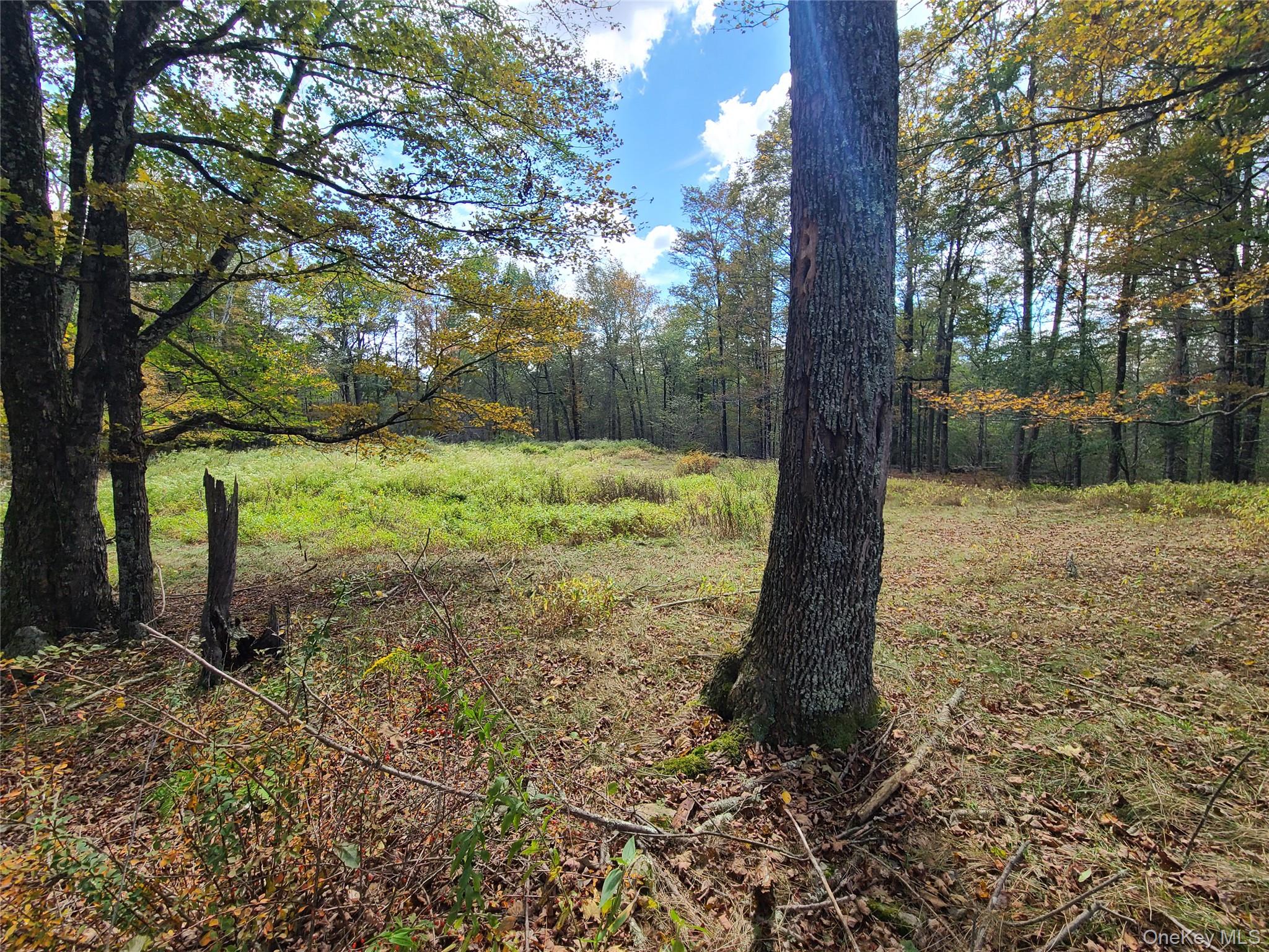 118 Hilltop Road Monticello, NY 12701 - Photo 32 of 45 a view of a yard with large tree