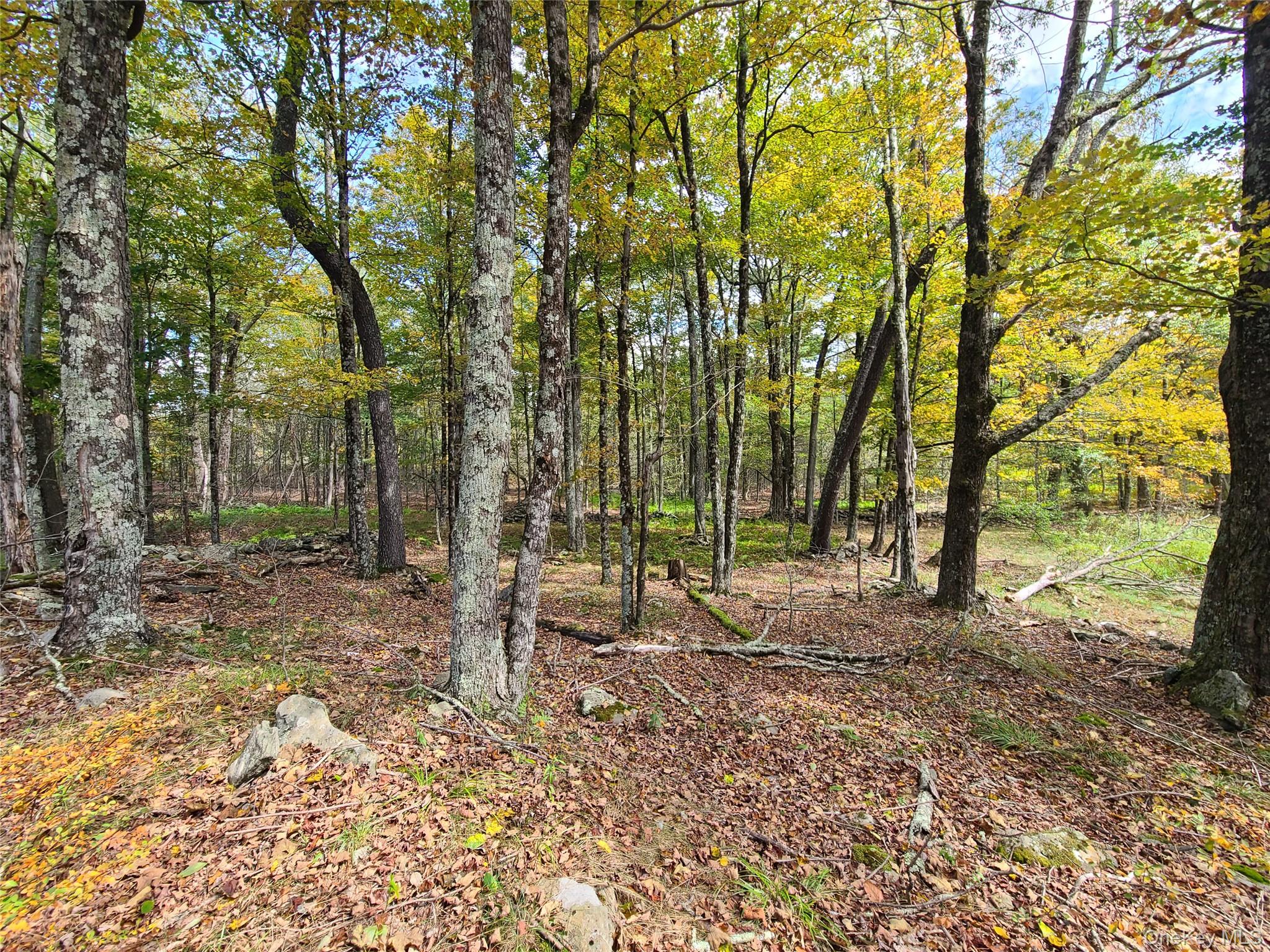 118 Hilltop Road Monticello, NY 12701 - Photo 33 of 45 View of tree filled area