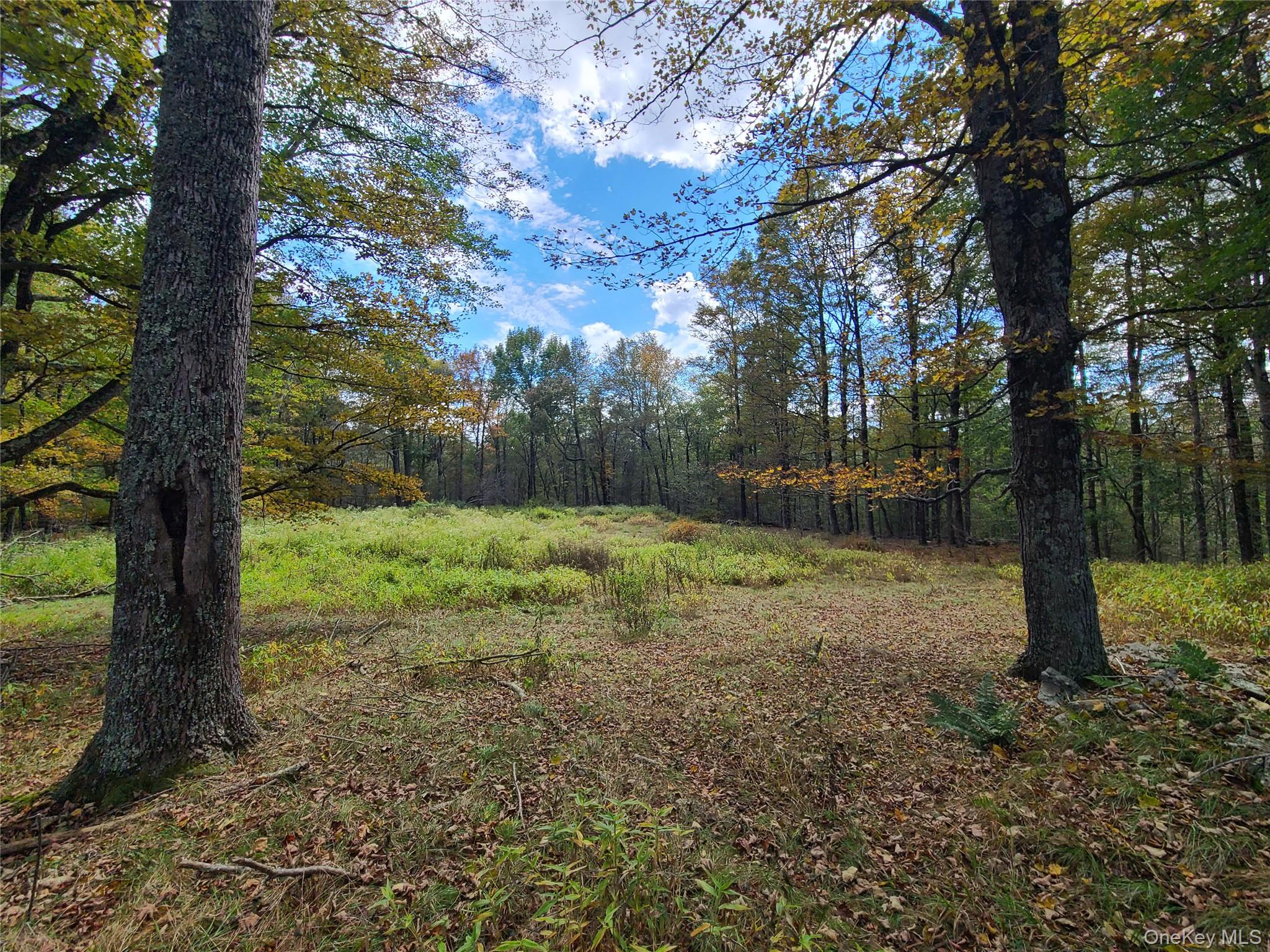 118 Hilltop Road Monticello, NY 12701 - Photo 35 of 45 a view of a yard with a tree