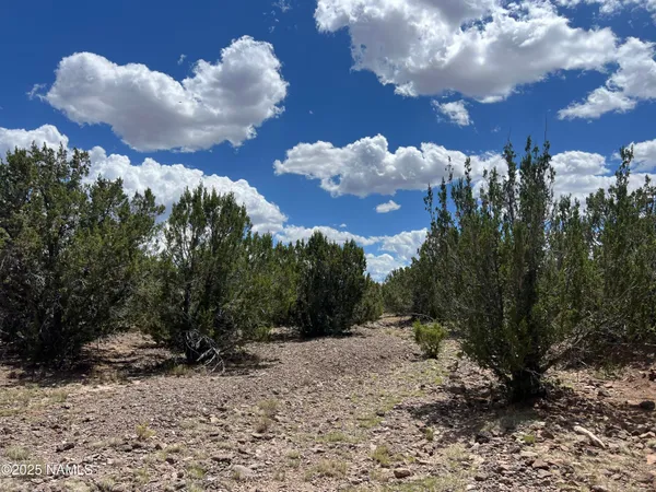 a view of a dry yard