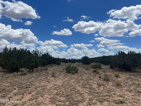 a view of a bunch of trees