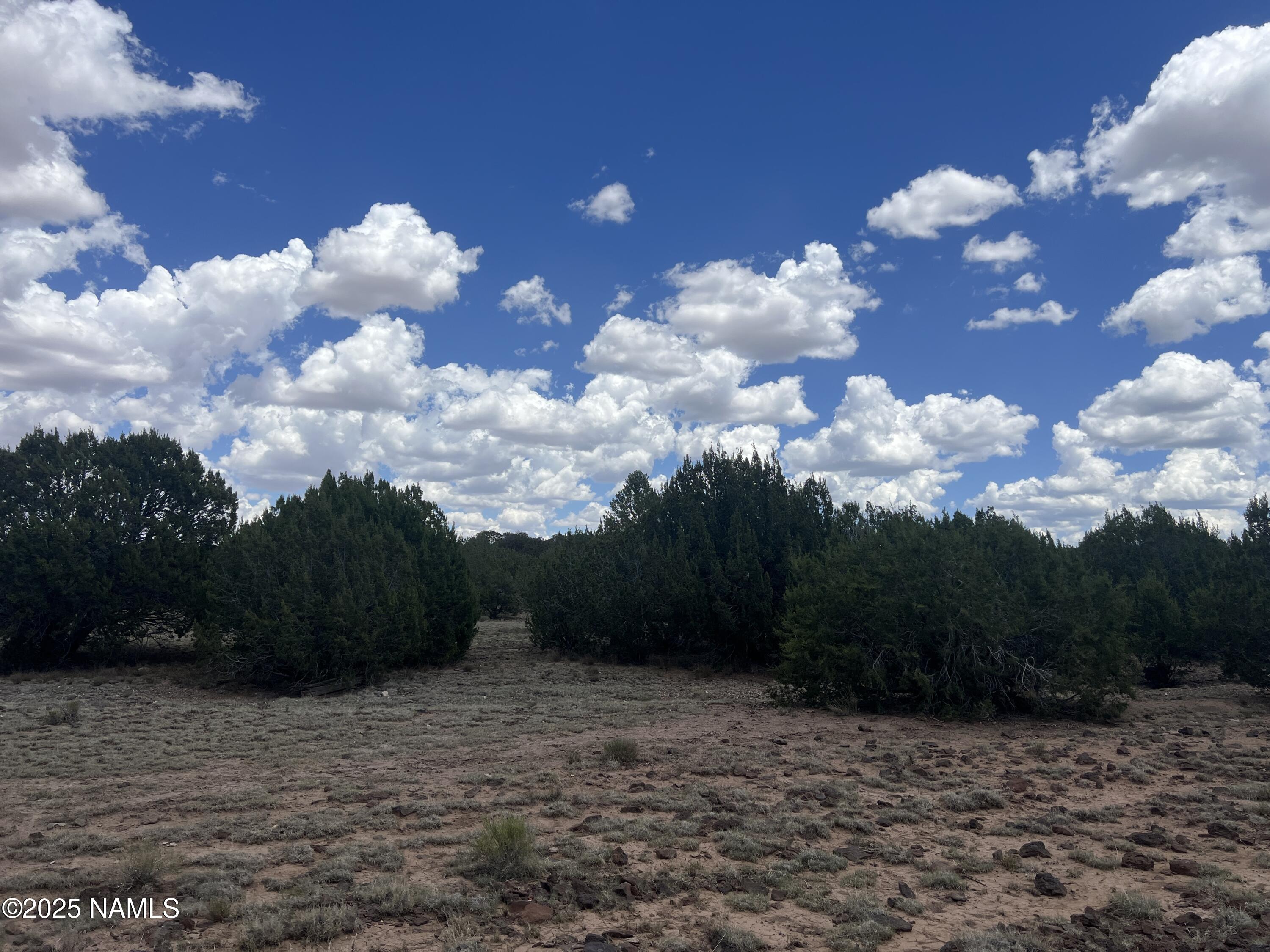 3472 Whitetail Loop Williams, AZ 86046 - Photo 13 of 23 a view of a bunch of flowers