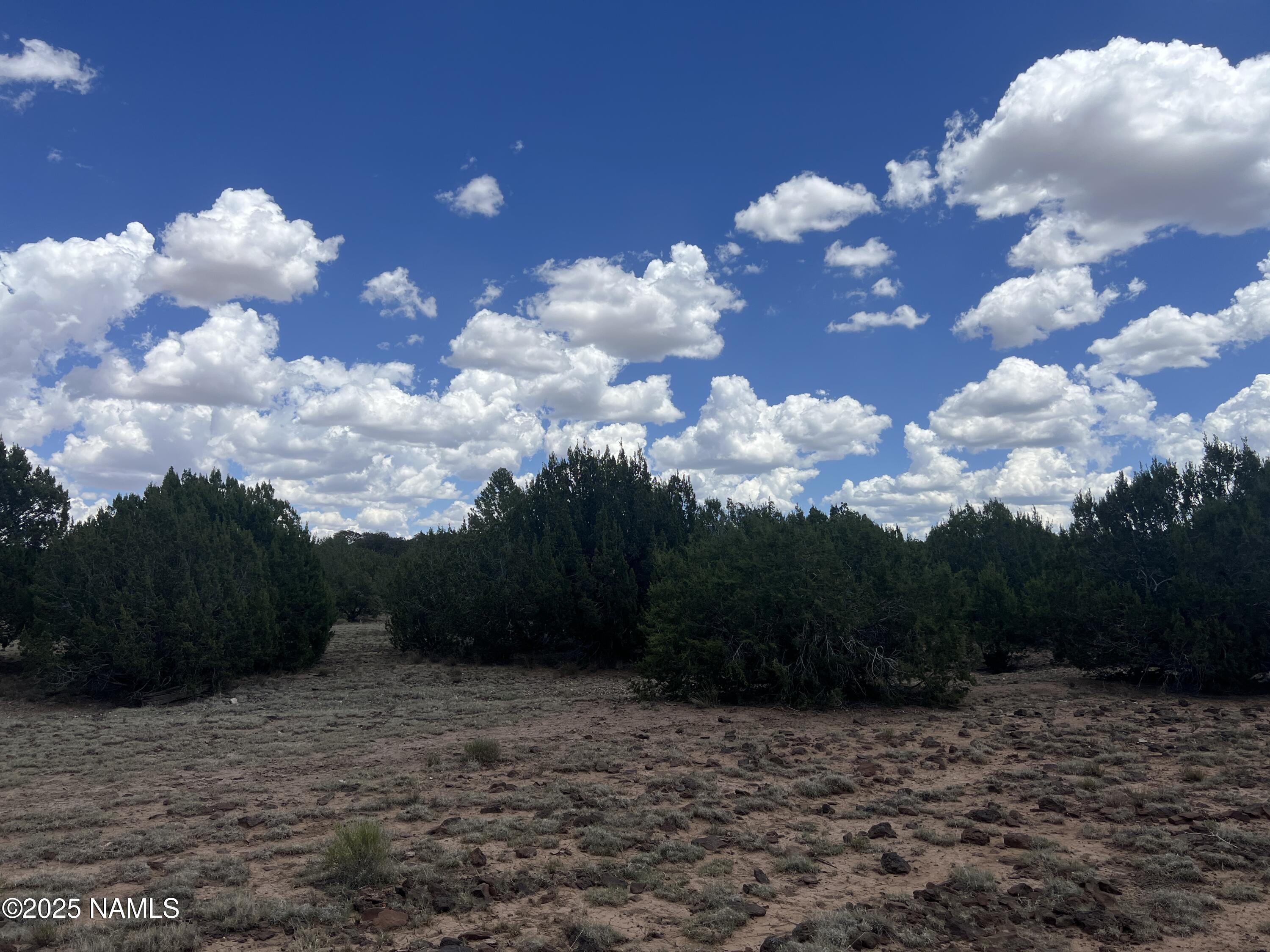 3472 Whitetail Loop Williams, AZ 86046 - Photo 14 of 23 a view of a big yard with lots of bushes