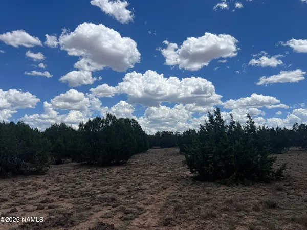 a view of a bunch of trees in background