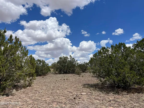 a view of a bunch of trees