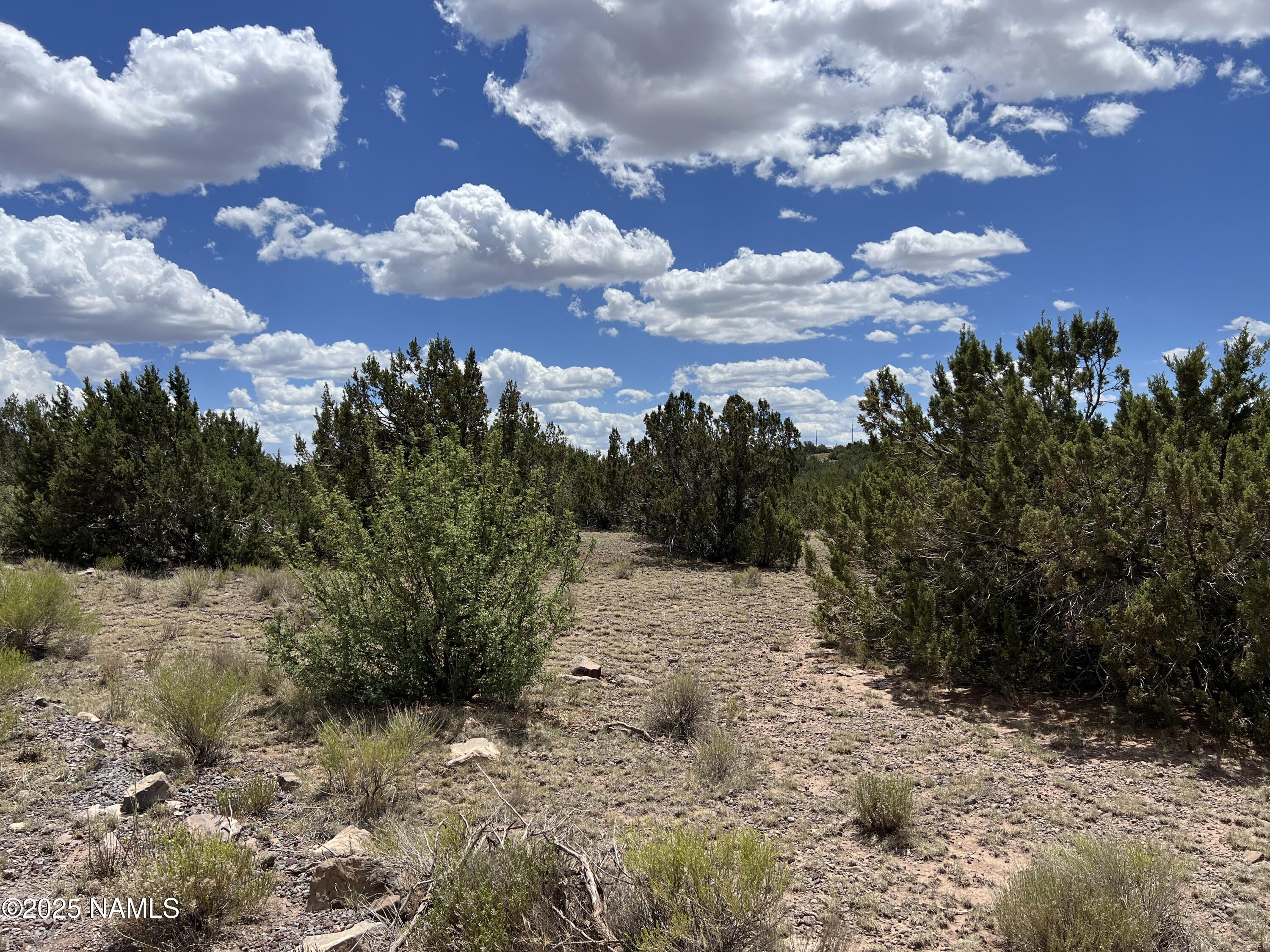 3472 Whitetail Loop Williams, AZ 86046 - Photo 5 of 23 a view of a covered with trees