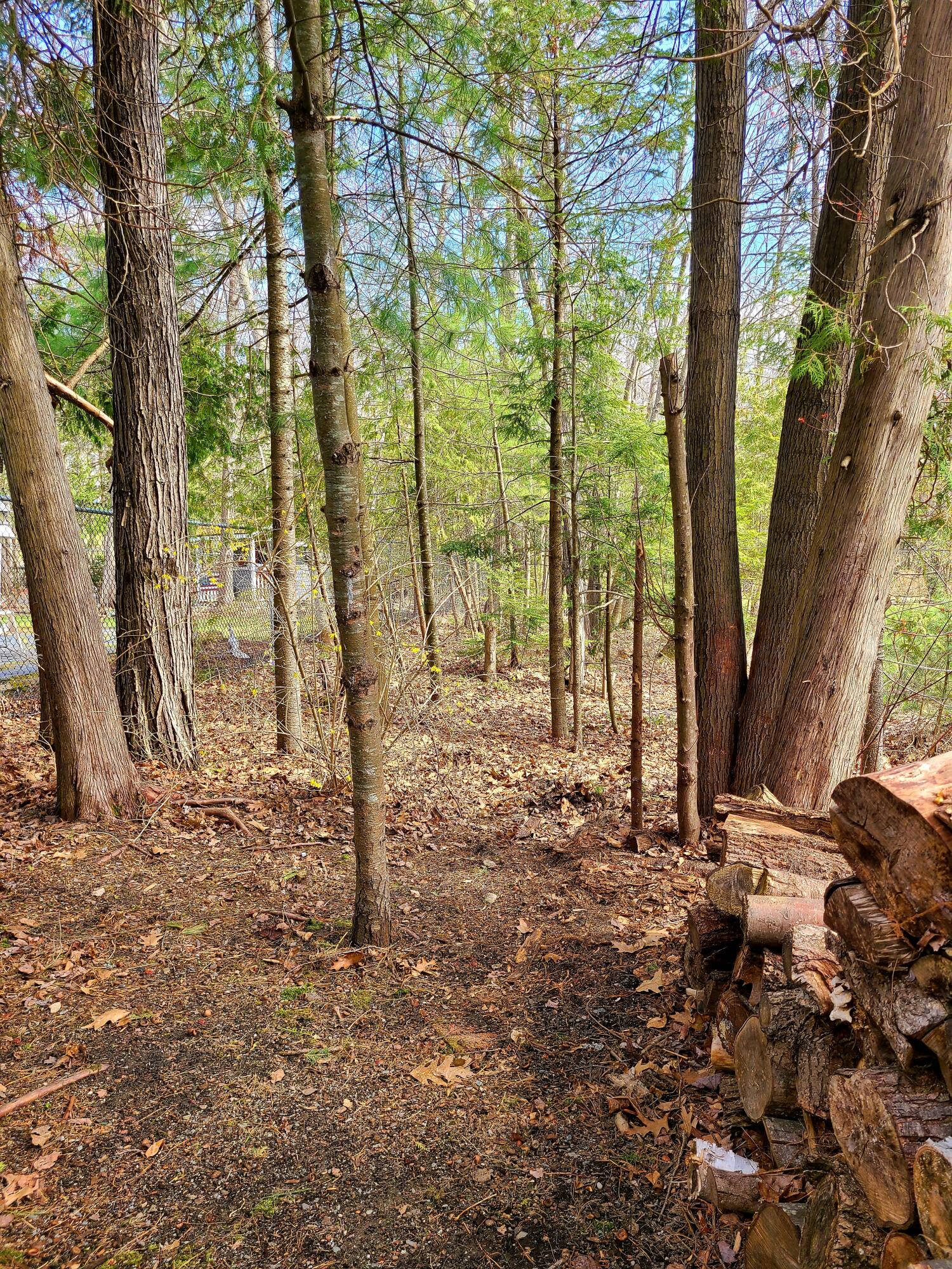 30 Silver Ridge Road Bangor, ME 04401 - Photo 94 of 102 Wooded Area VZ2
