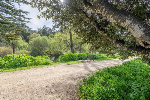 a view of a yard with plants and large trees