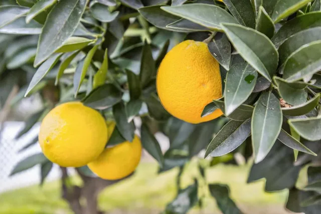 $559,000 | 8888 Tahiti Court, Orangevale, CA 95662