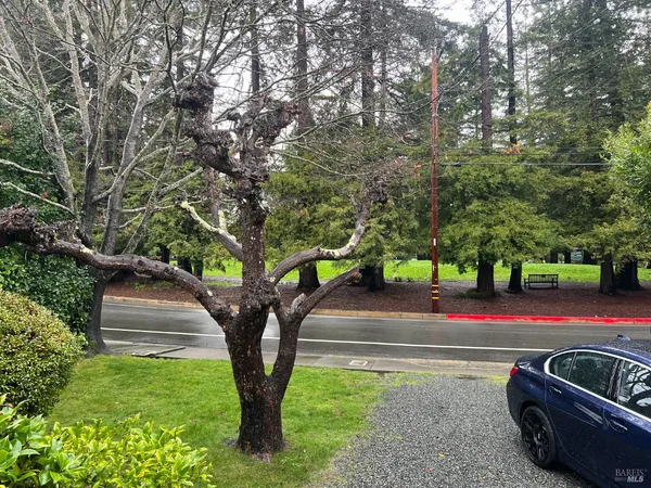 a view of a yard with plants and a large tree