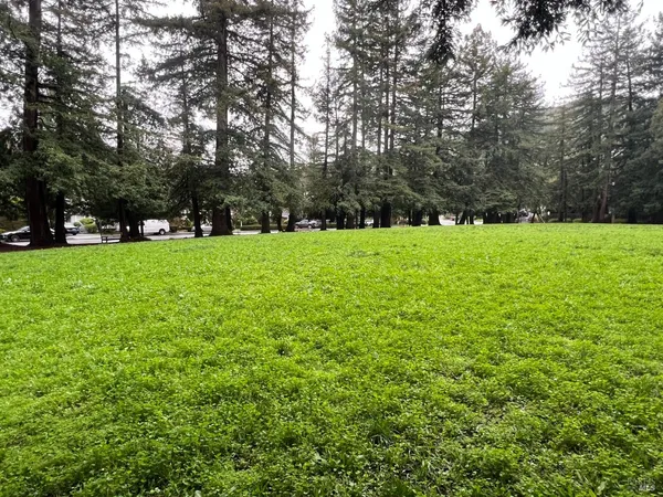 a view of a grassy field with trees