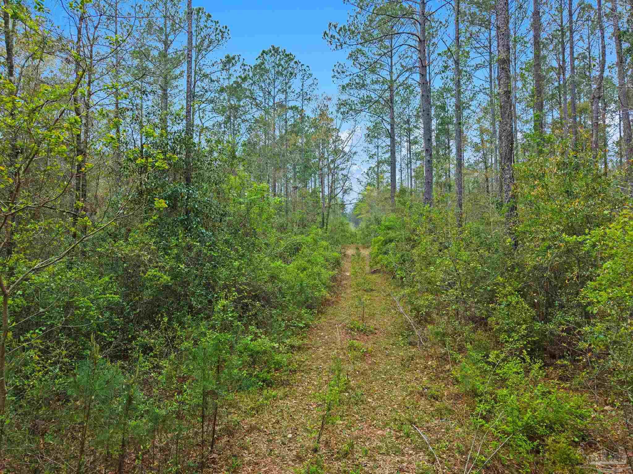 0 Tom Shivers Road Flomaton, AL 36441 - Photo 15 of 23 Gallery Image 15