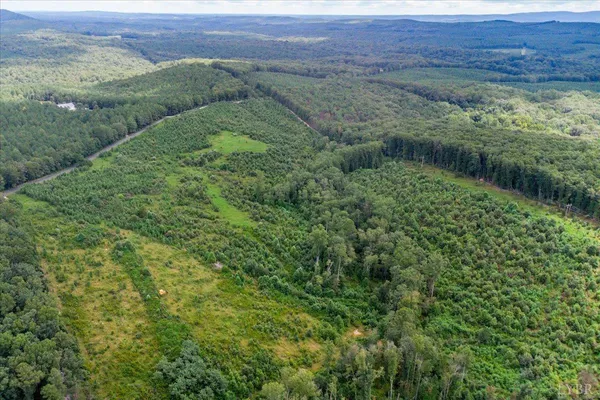 a view of a lush green forest with lots of trees