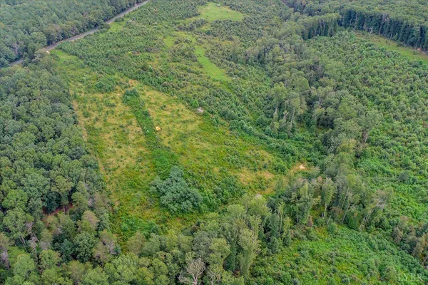 a view of a lush green forest